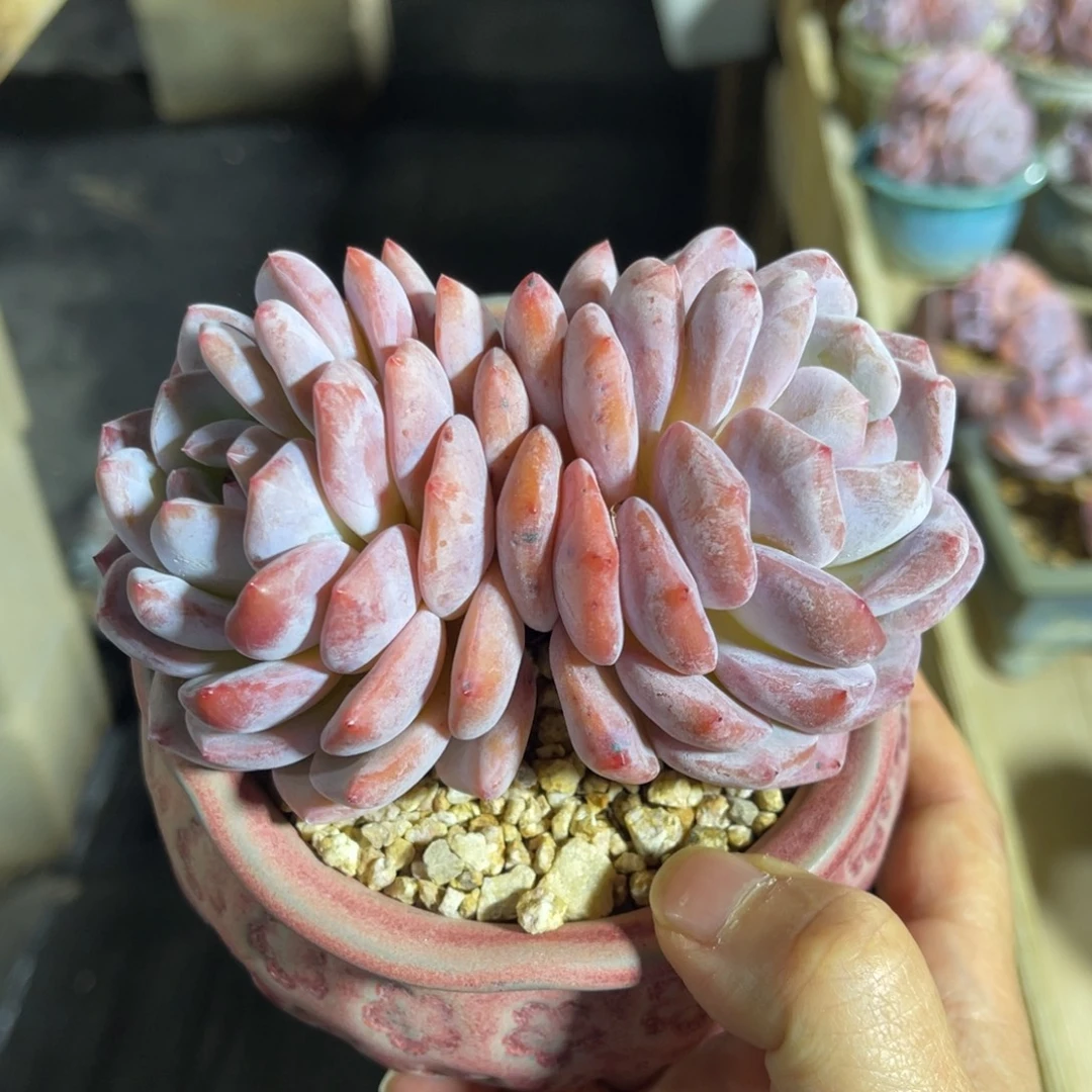 韩橙 一物一拍不支持退换