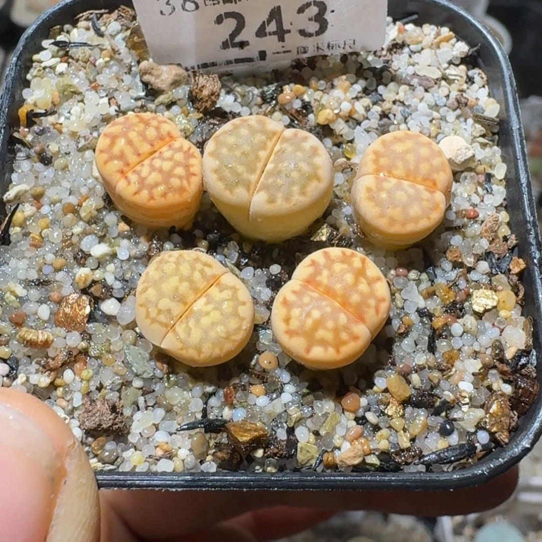 Sss精品清仓款243