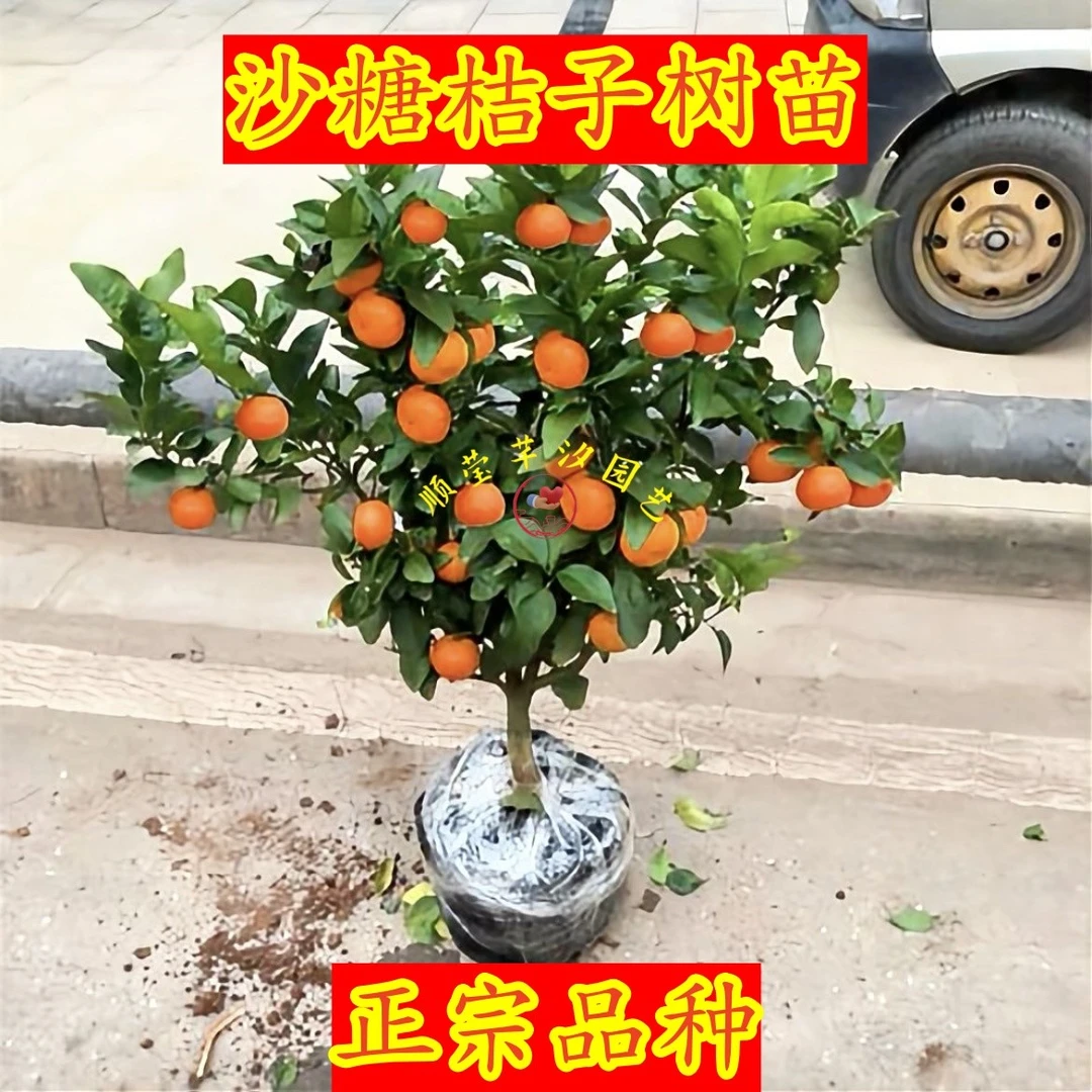 沙糖桔苗蜜桔苗橙子苗盆栽地栽柑橘苗
