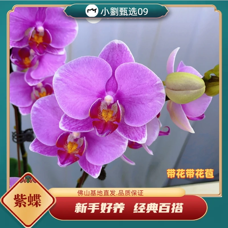 【紫蝶09】精美蝴蝶兰花卉盆栽佛山基地批发直播次日达