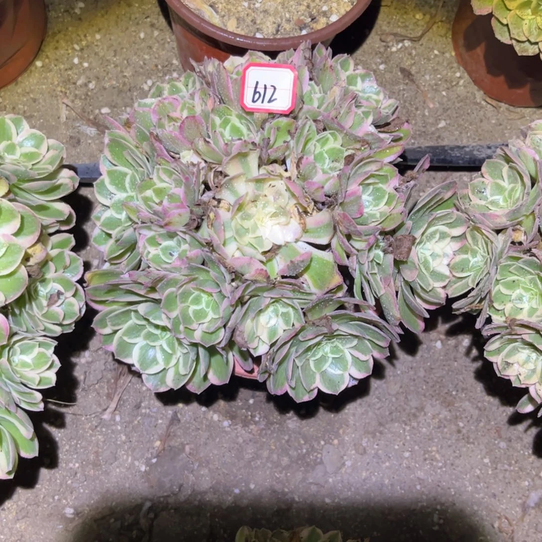 612多肉植物孔雀翎