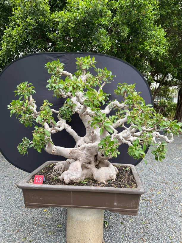 榕树盆景。白皮榕。原生老桩。（盆上高度110公分，冠幅140公分）