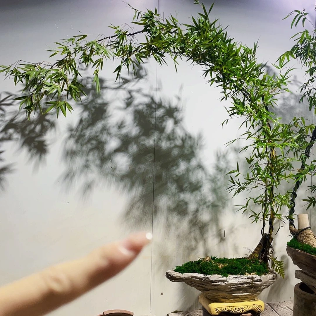 无花朵哎*嗨小叶簕竹熟桩陶瓷盆一物一拍