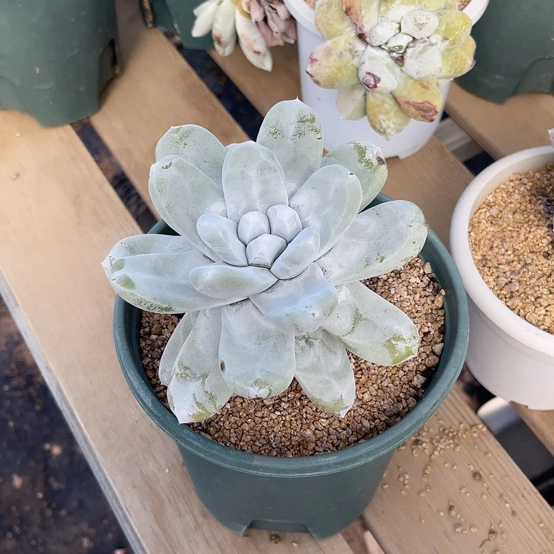 小鹿多肉一物一拍