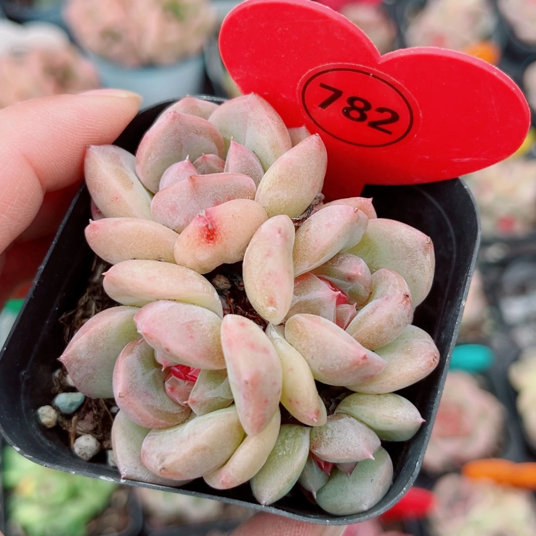782号小老桩珍妮群