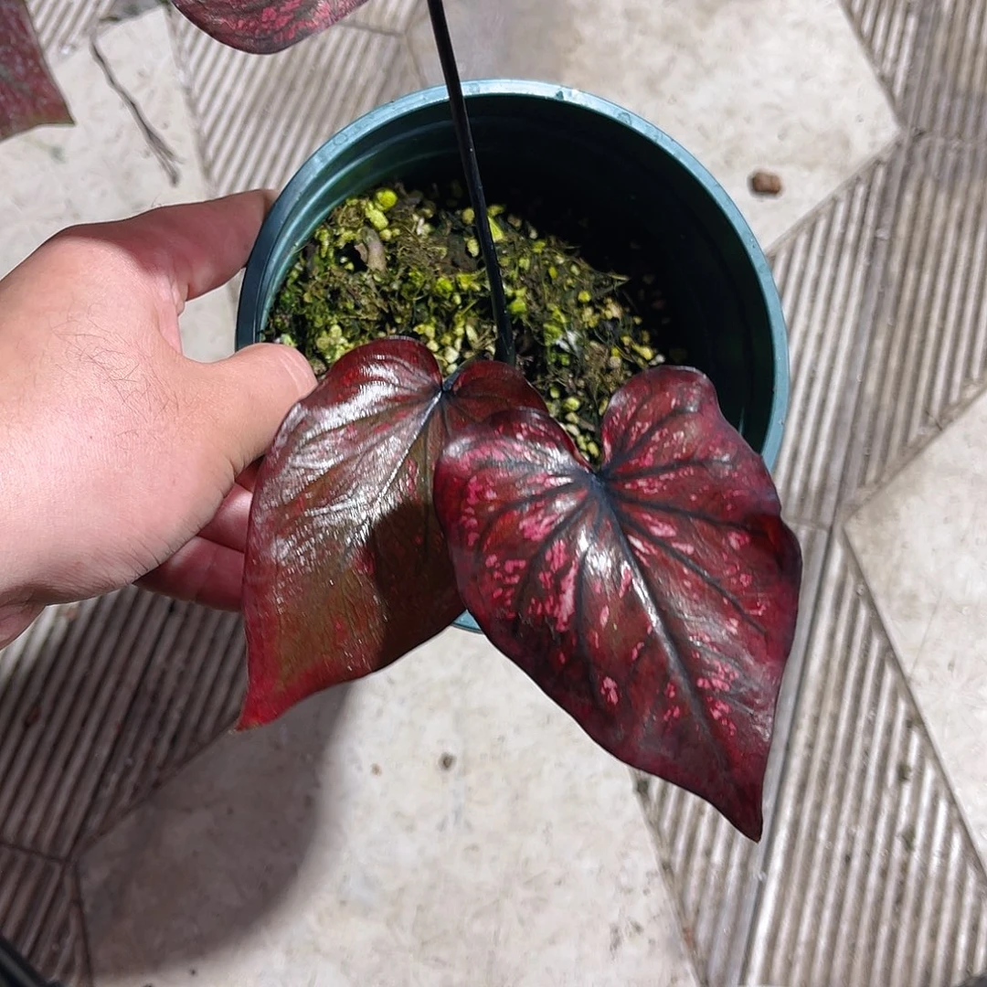 完全开放3728泰彩