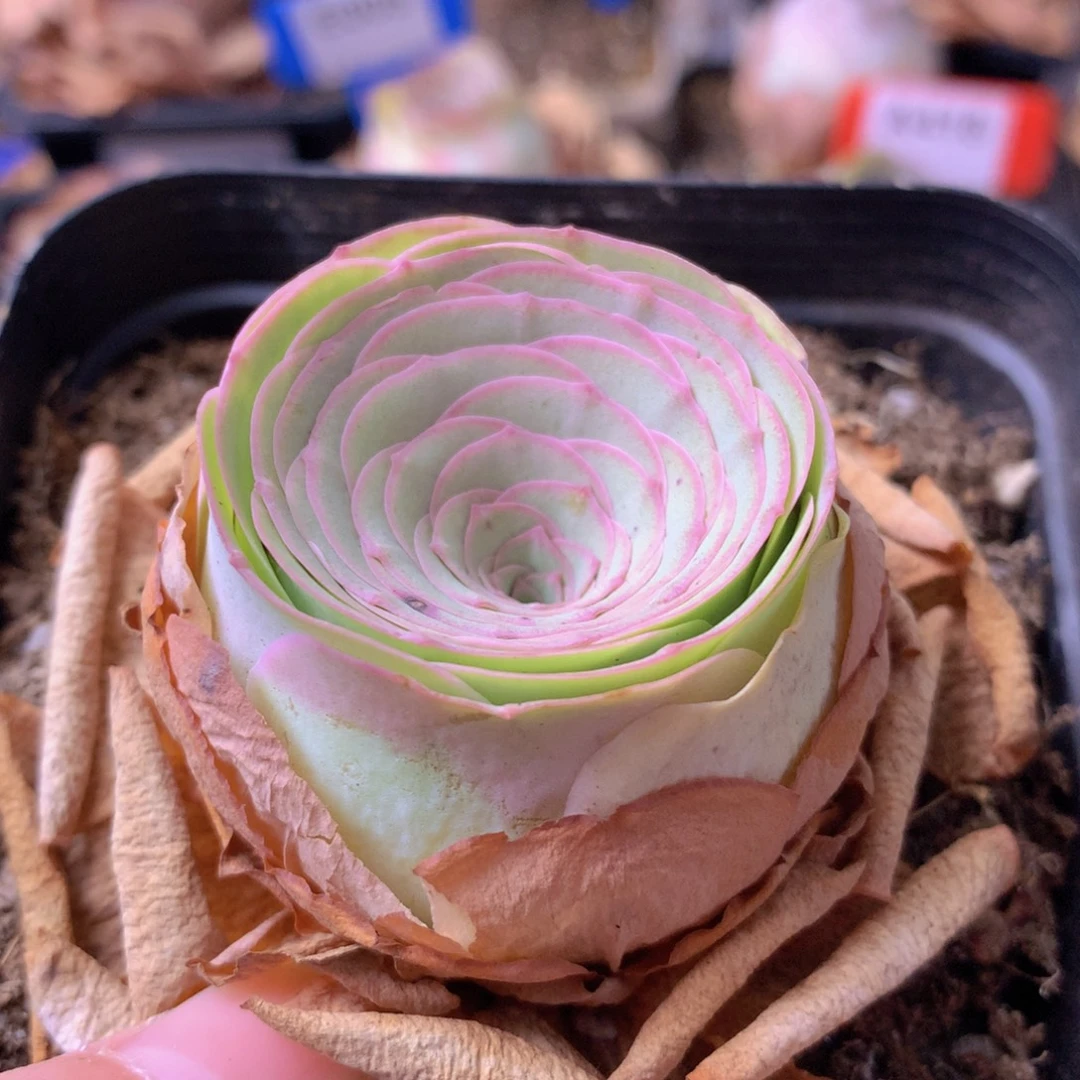 一物一拍星辰雪霁589
