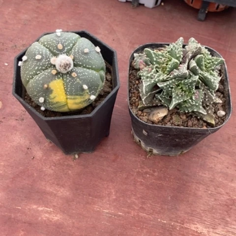 觀组合2颗仙人球