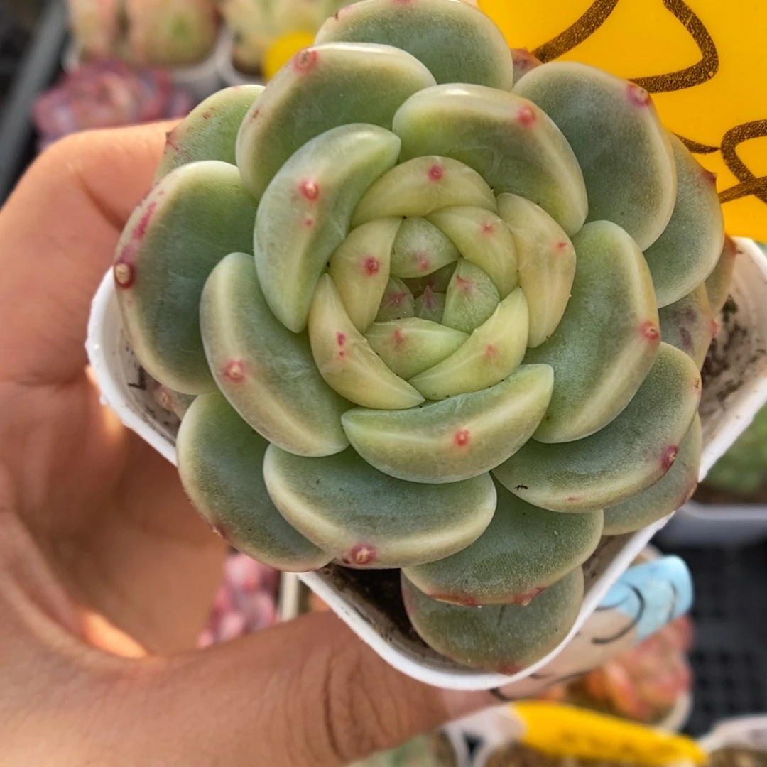 荔枝甜心可拍724号