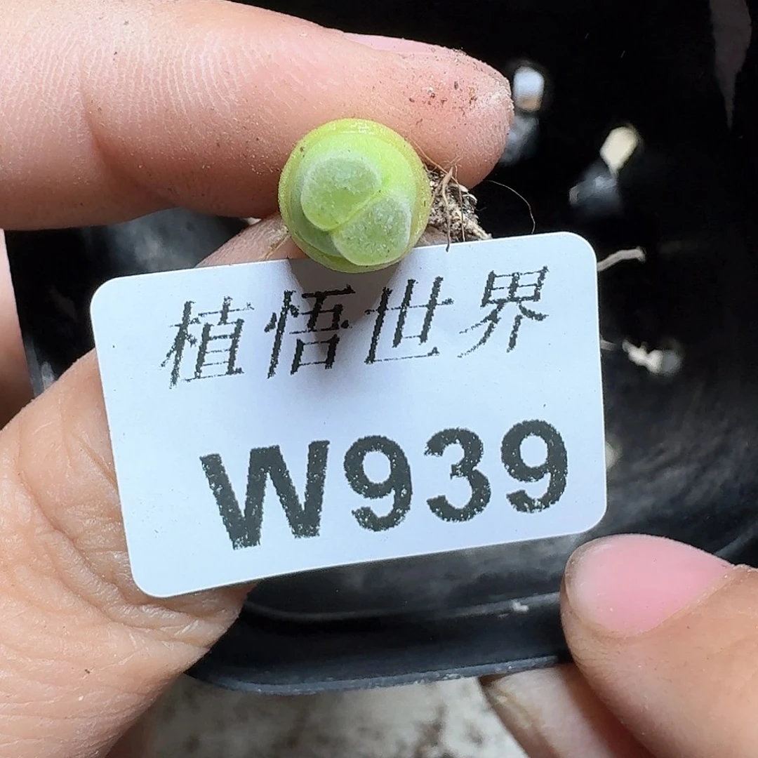 939号多肉植物哇f f