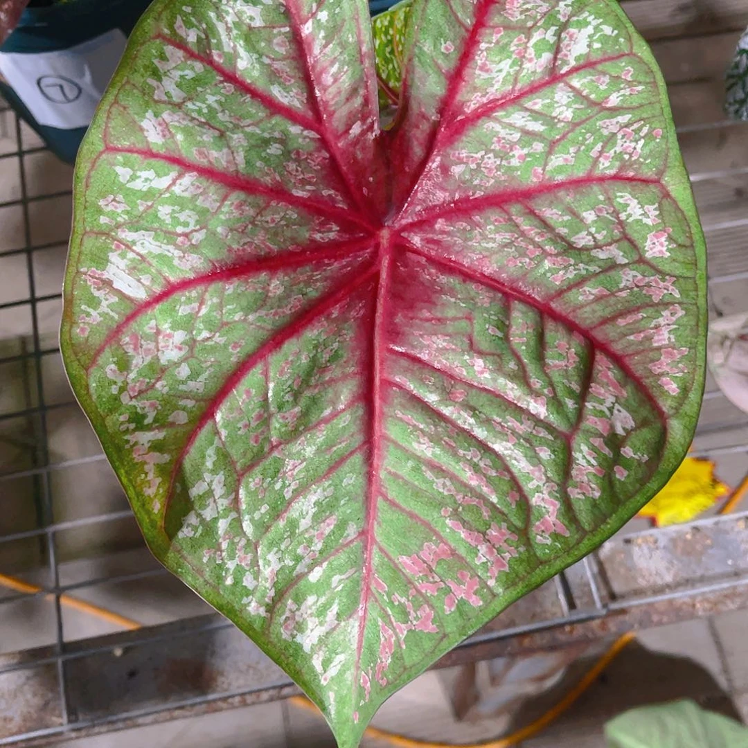 完全开放29号泰彩