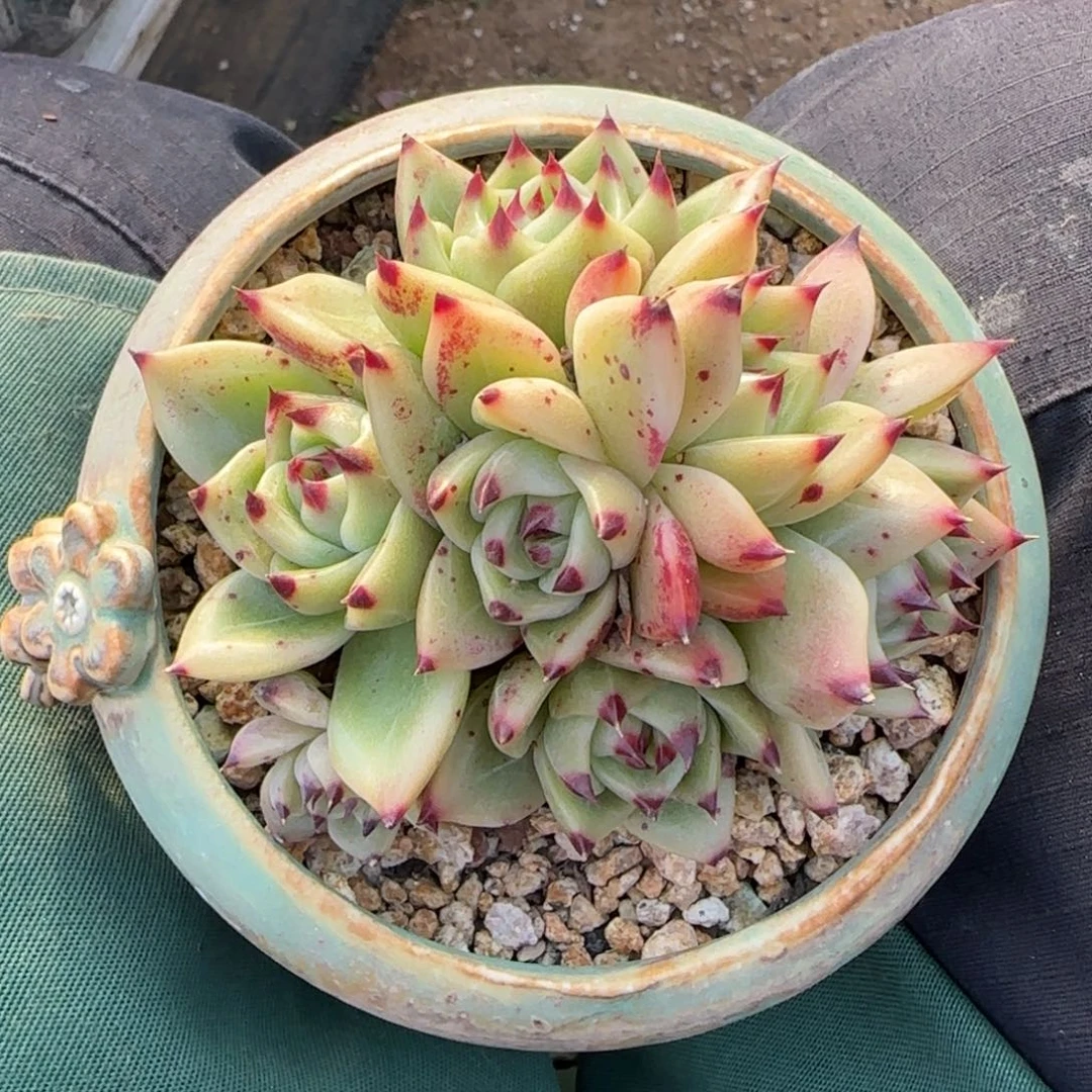 蓝龙群生五十包邮