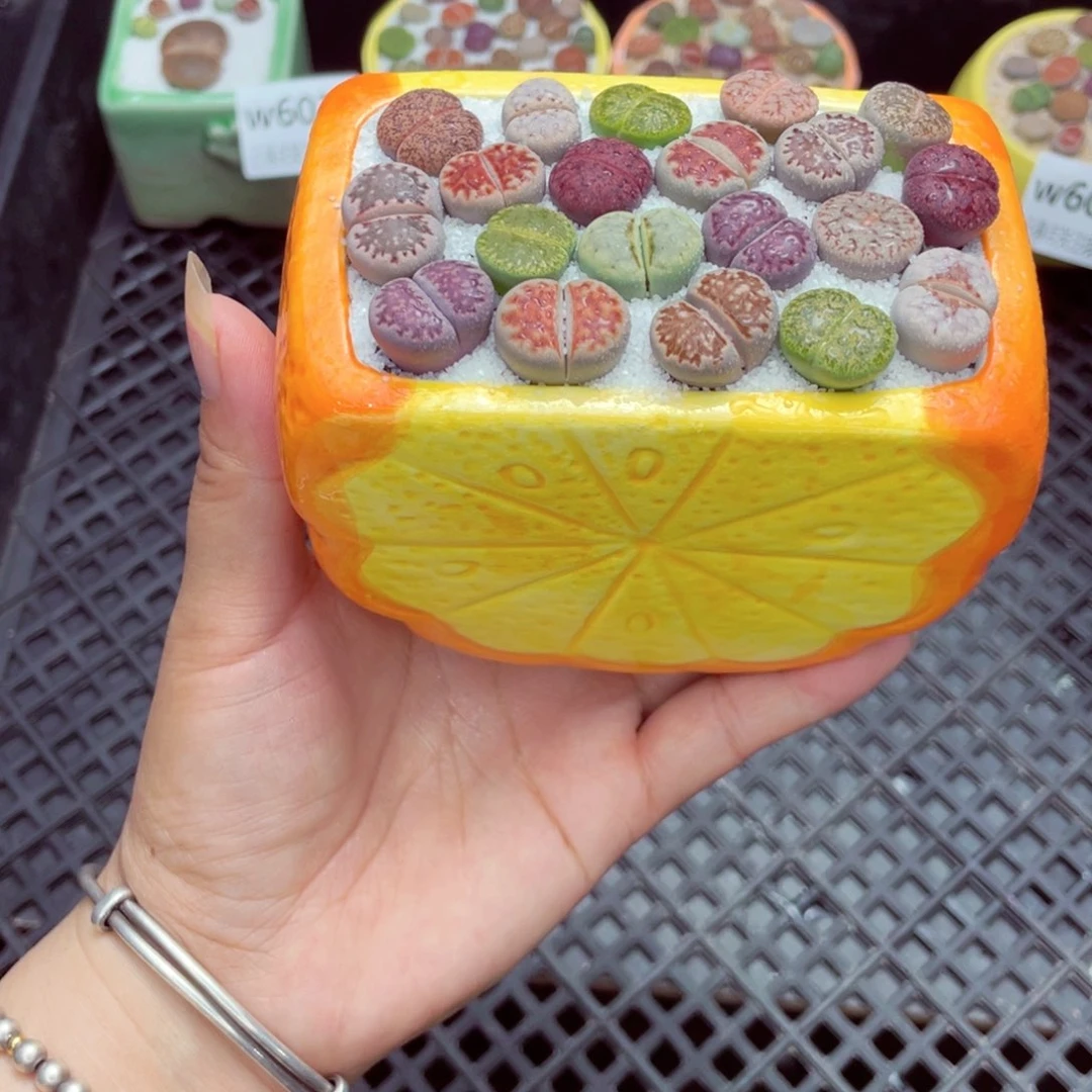 w6073 带盆土发货一物一拍