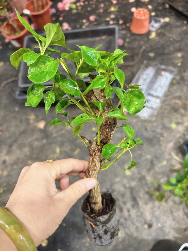 暗斑丽人（凤祥三角梅）