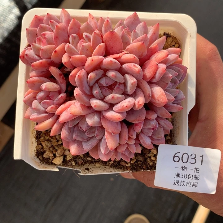 6031橙梦露雪天使九头趴地朵朵默认有砍