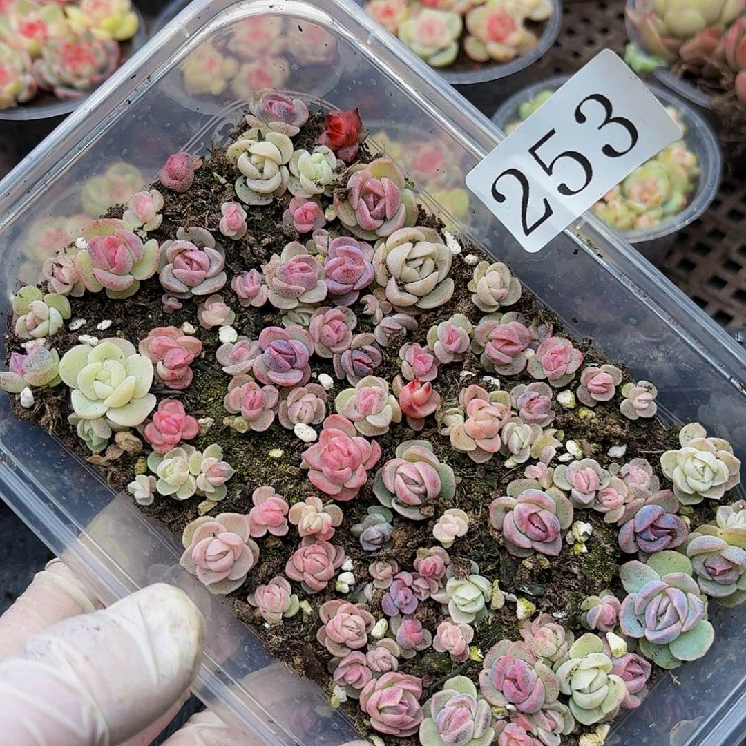 多肉植物多肉植物253