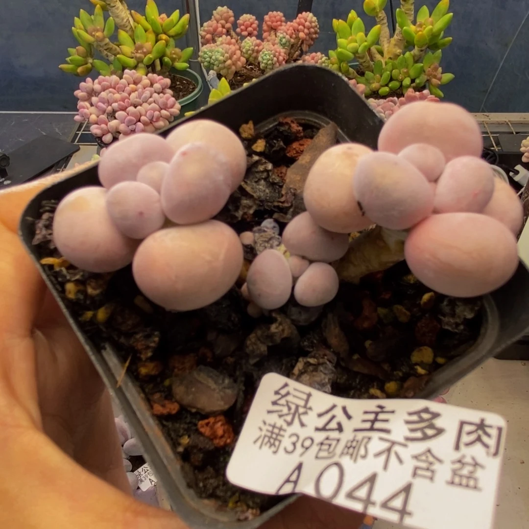 044橙奶多肉肉5c m