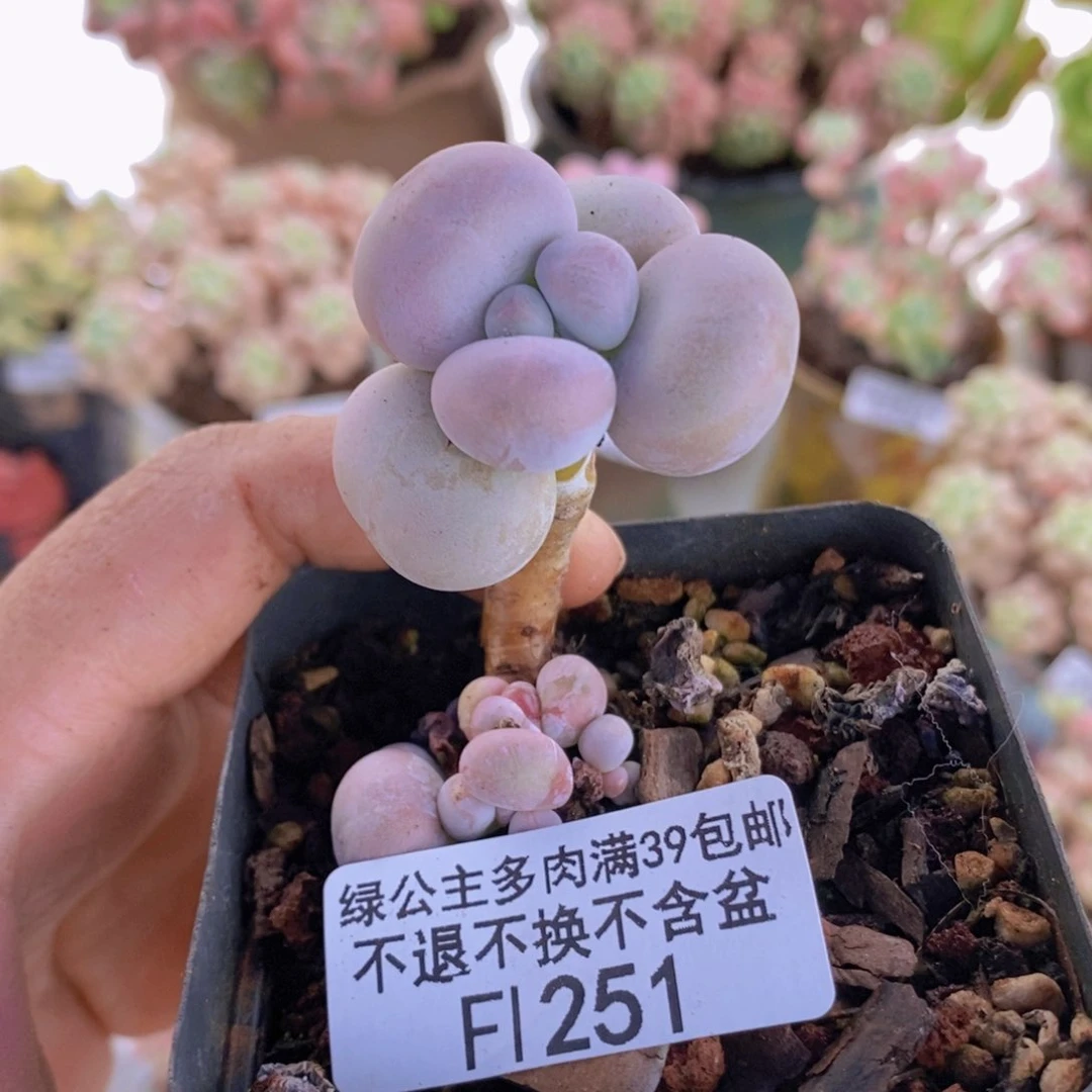 橙奶251多肉植物