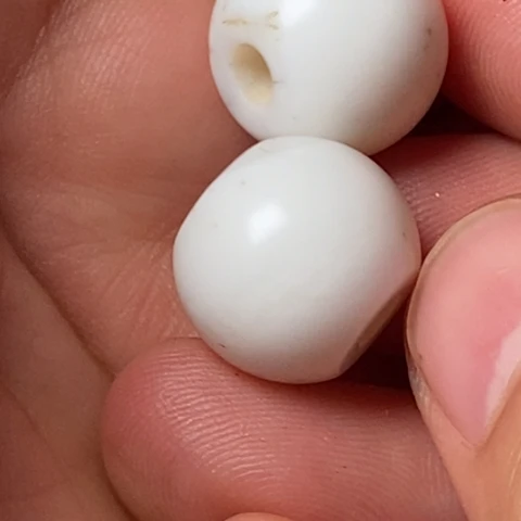 艳***照贝壳其他菩提珠子