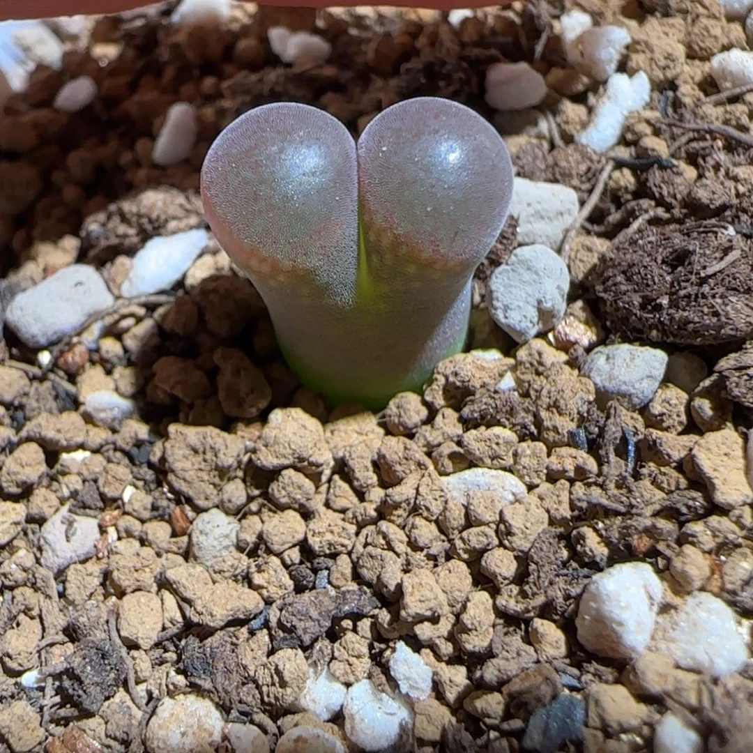 肉锥多肉植物组合-妖艳粉1297
