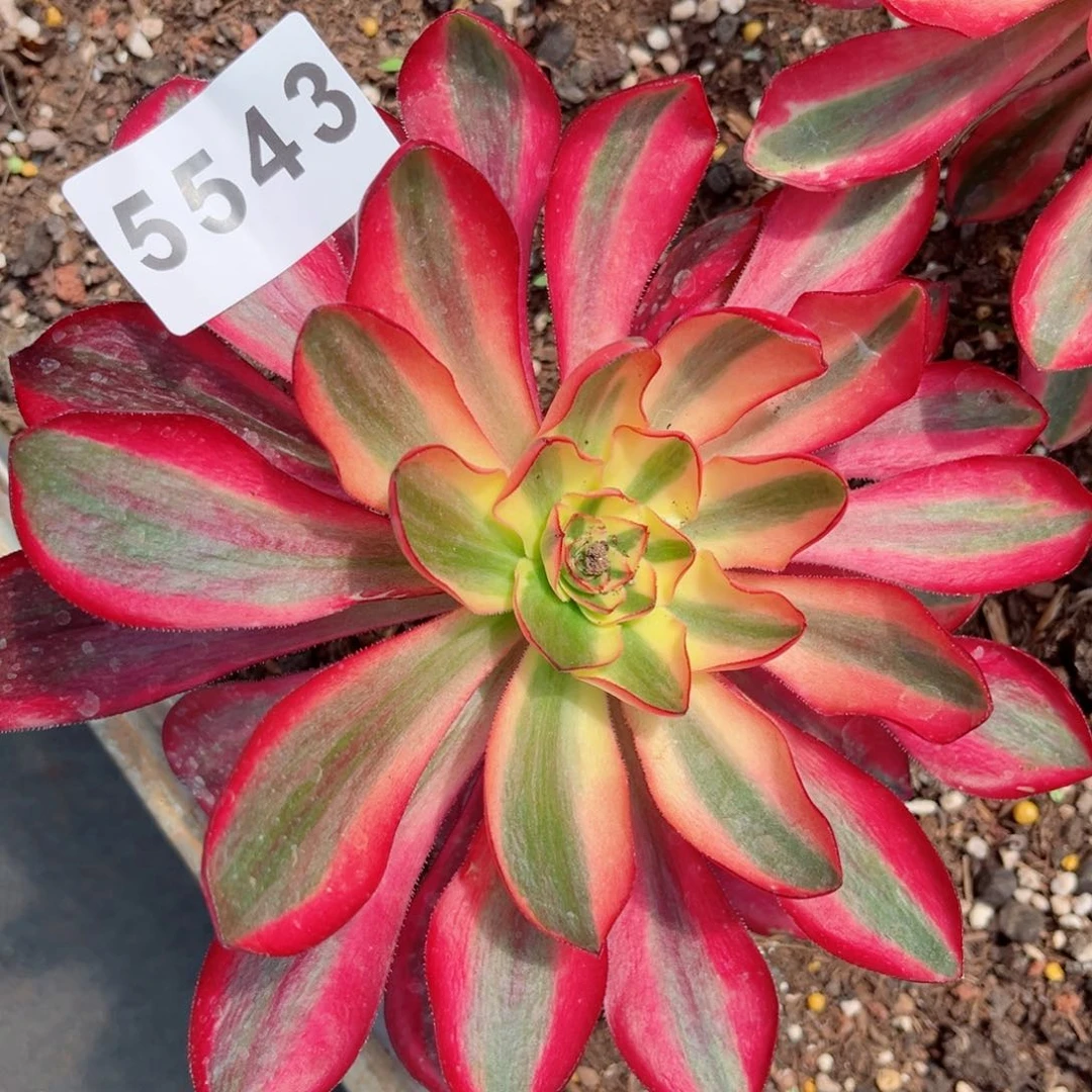 红魔女多肉发货发货