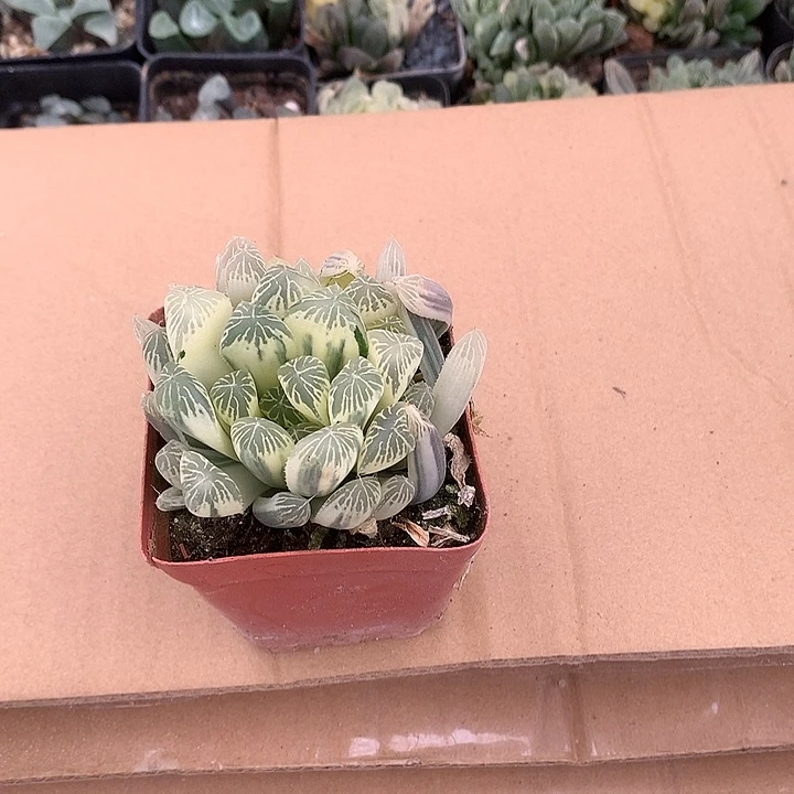 浮***游糊斑语录锦dailenuljj