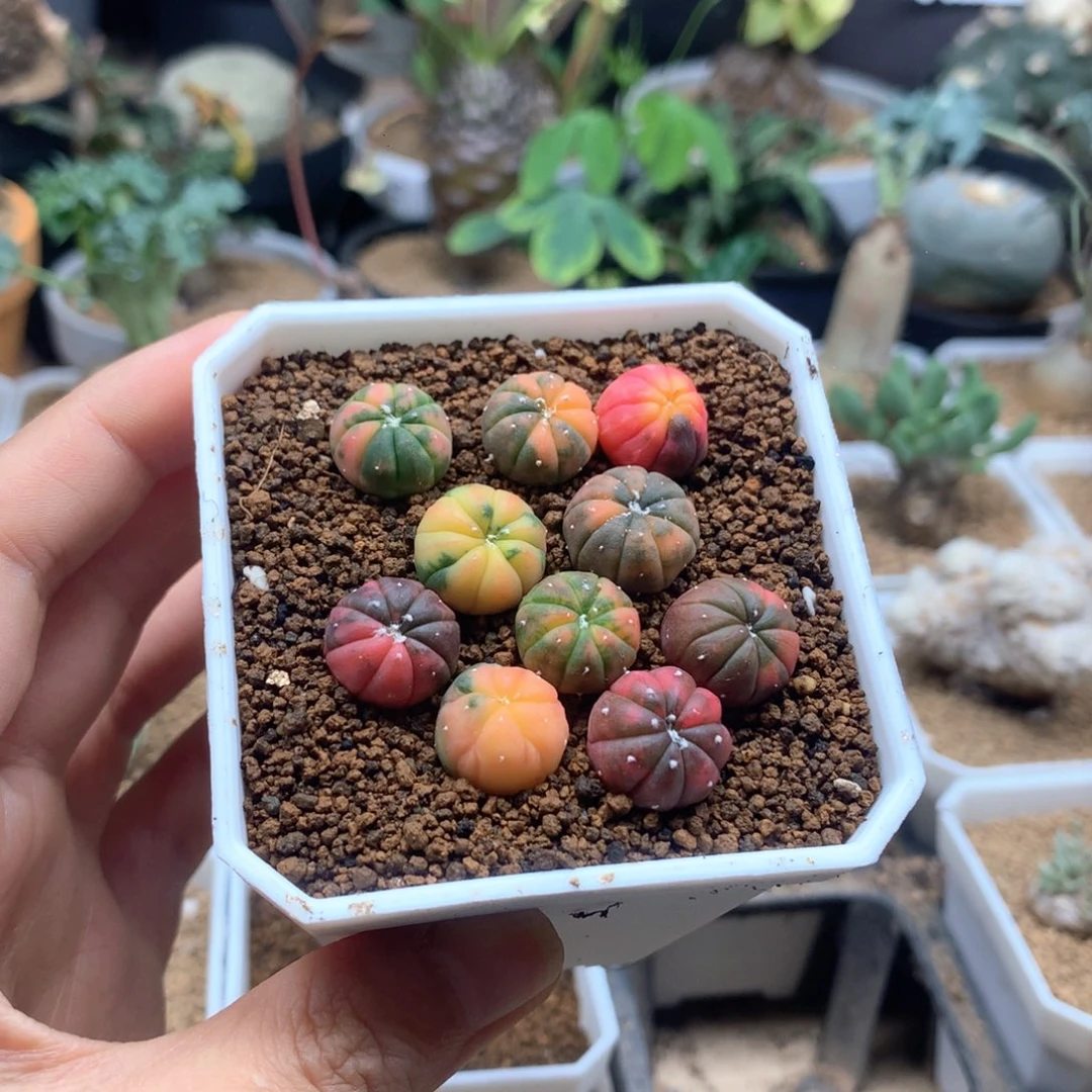 烟**七实生兜锦带盆脱土