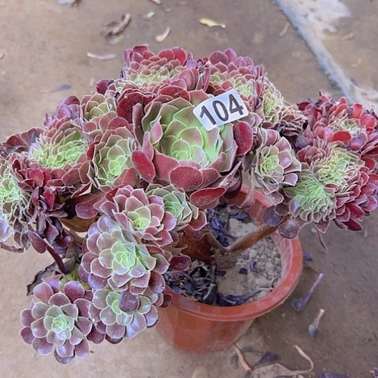 心***心多肉植物一个法师