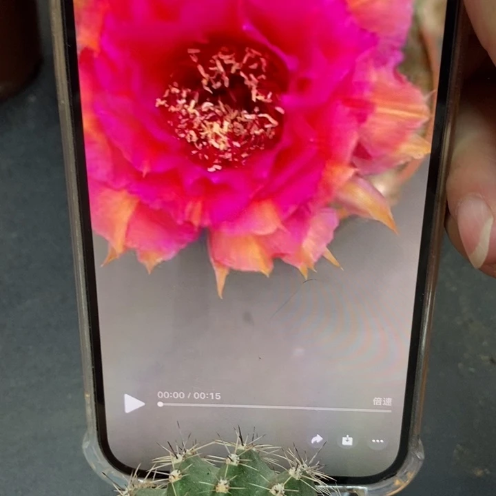 香香99号带根5公分左右