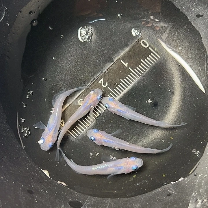 青鳉鱼水滴一组185