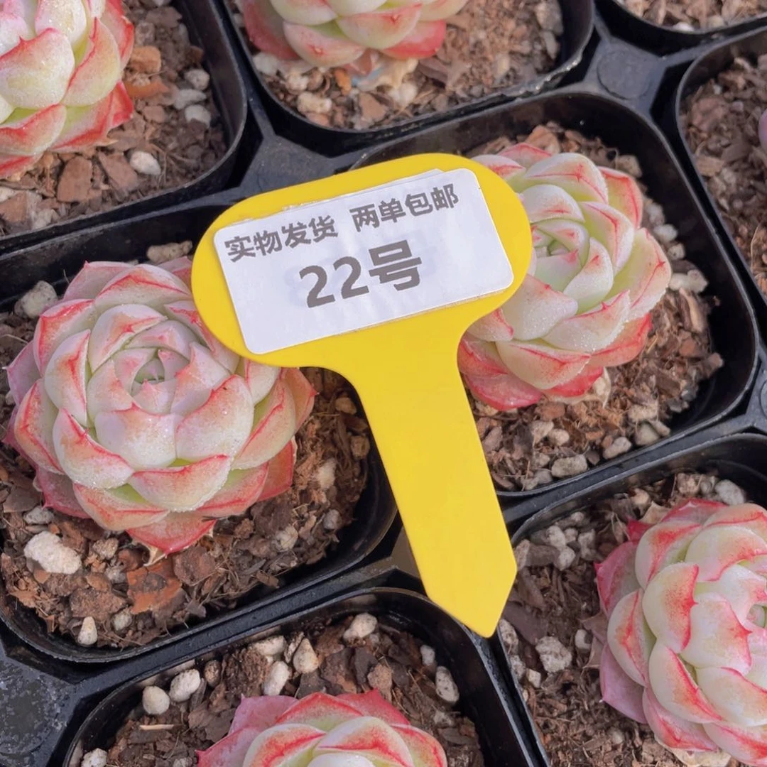 22号白底包子桃花女王单头一个