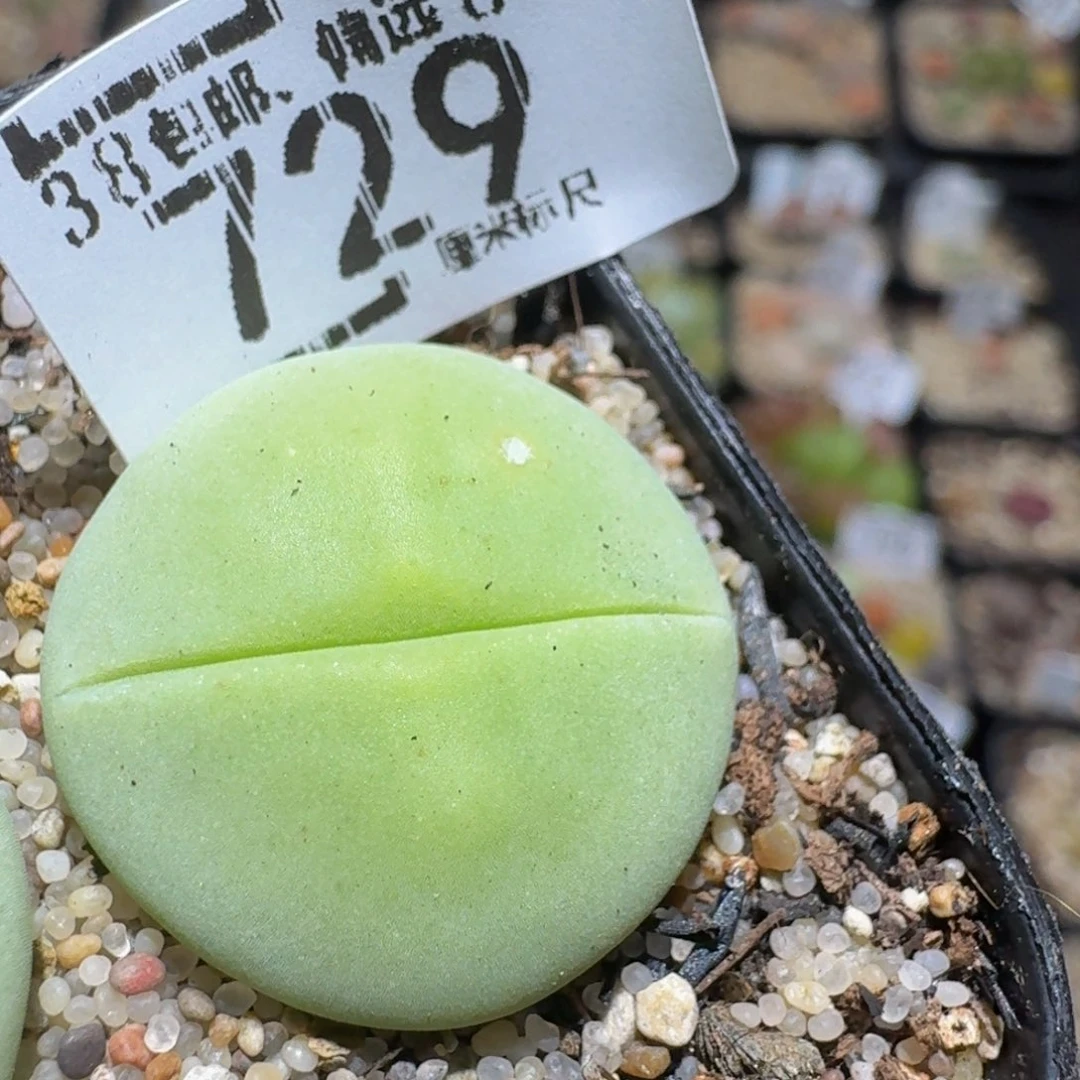 zzzz精品生石花729