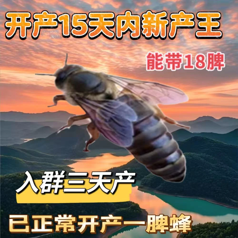 【包交尾成功】中蜂蜂王中蜂开产王产卵蜂王蜜蜂种王伏牛高产蜜蜂王