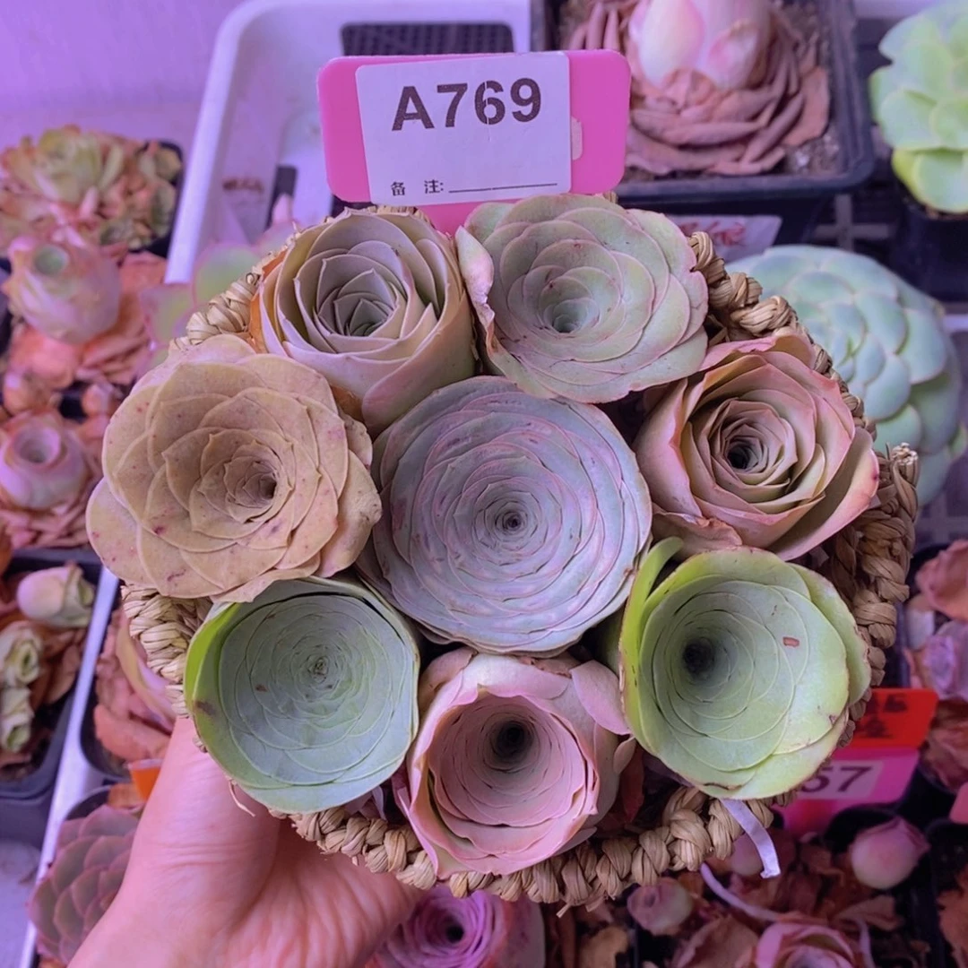 山地玫瑰一物一拍A769 8颗