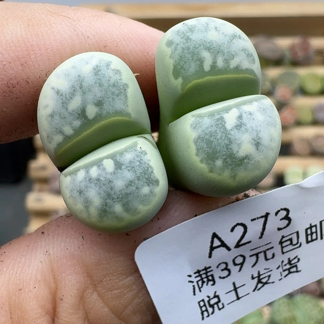 273多肉哈哈哈哈哈哈哈哈