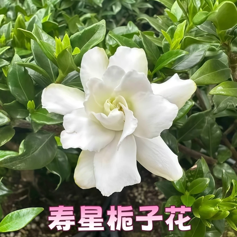 【寿星】贵货重瓣栀子花盆栽浓香多季花好养净化空气花卉绿植