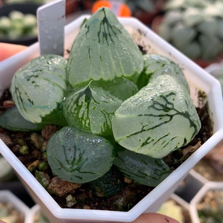 杨贵妃，带盆土发货
