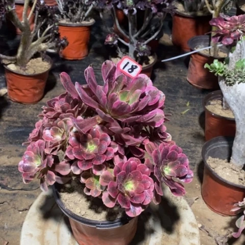 美杜莎捧花一物一拍