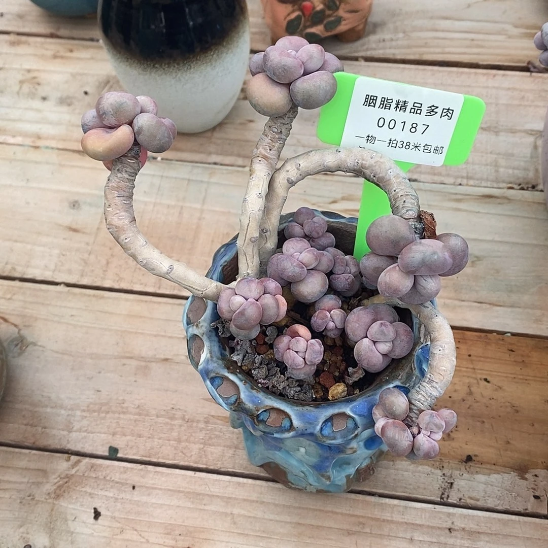 87咯里去咯哦哦哦酷装修我