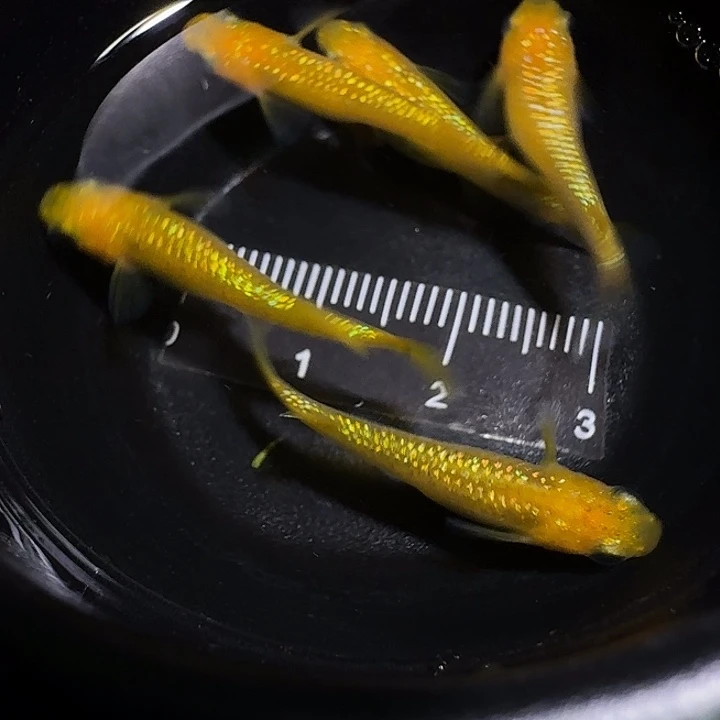 青鳉鱼一物一拍335