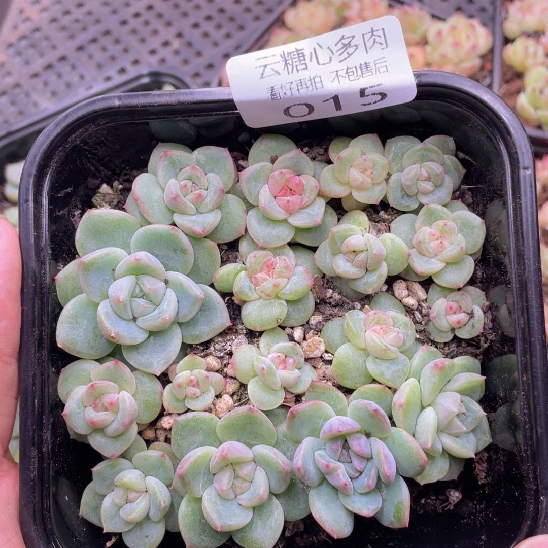 云糖心多肉植物15