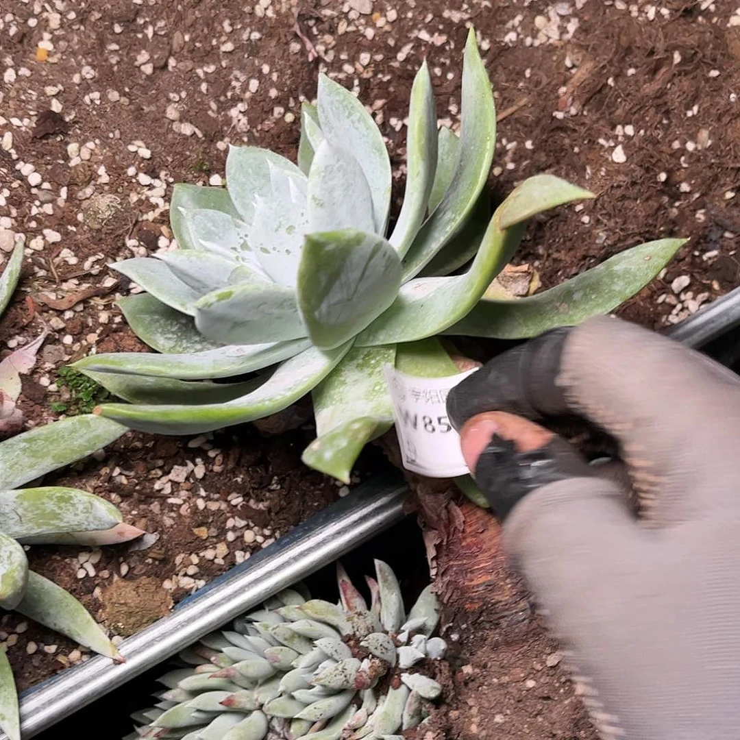 8531雪山仙女杯多肉