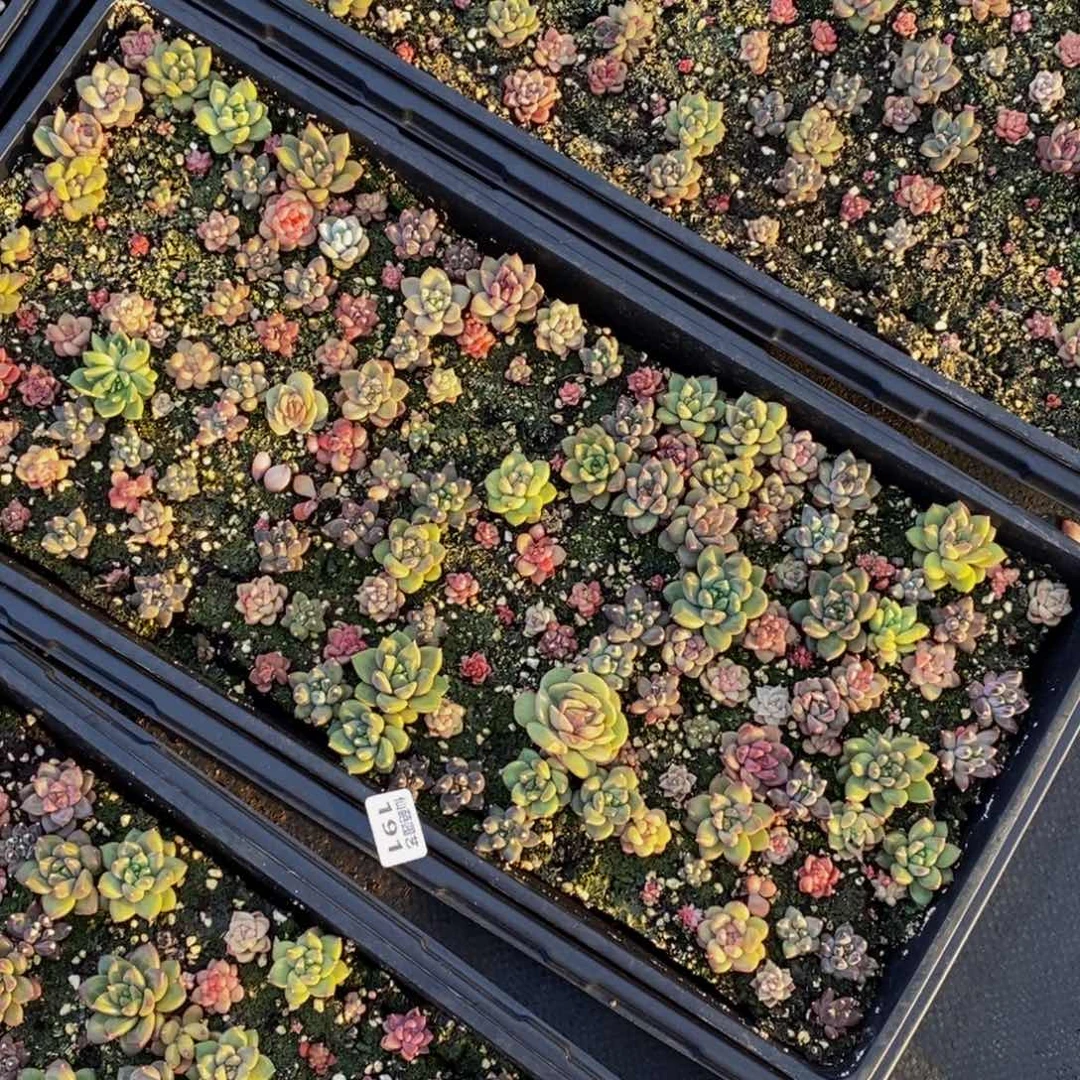 思**你191多肉植物保护研究所所长助理研究员