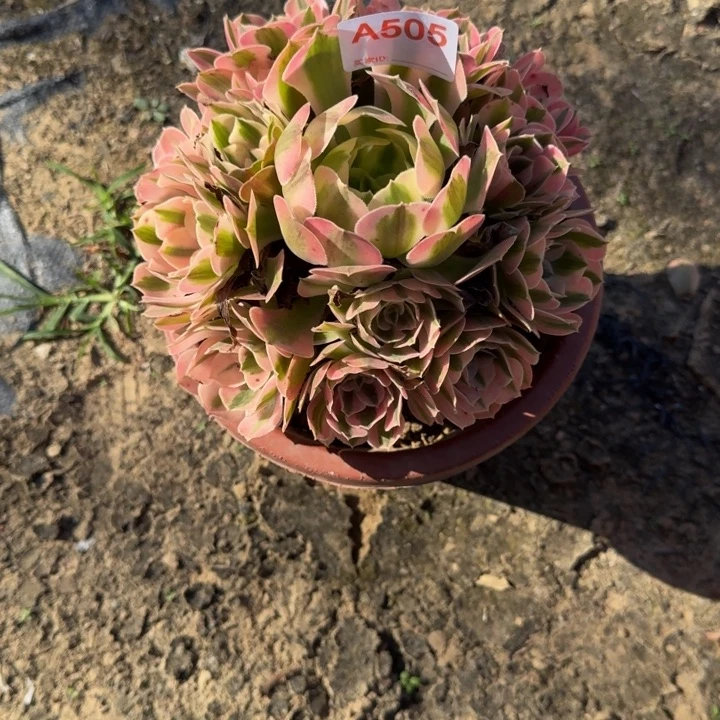 薇***安无花朵粉女巫505多肉植物