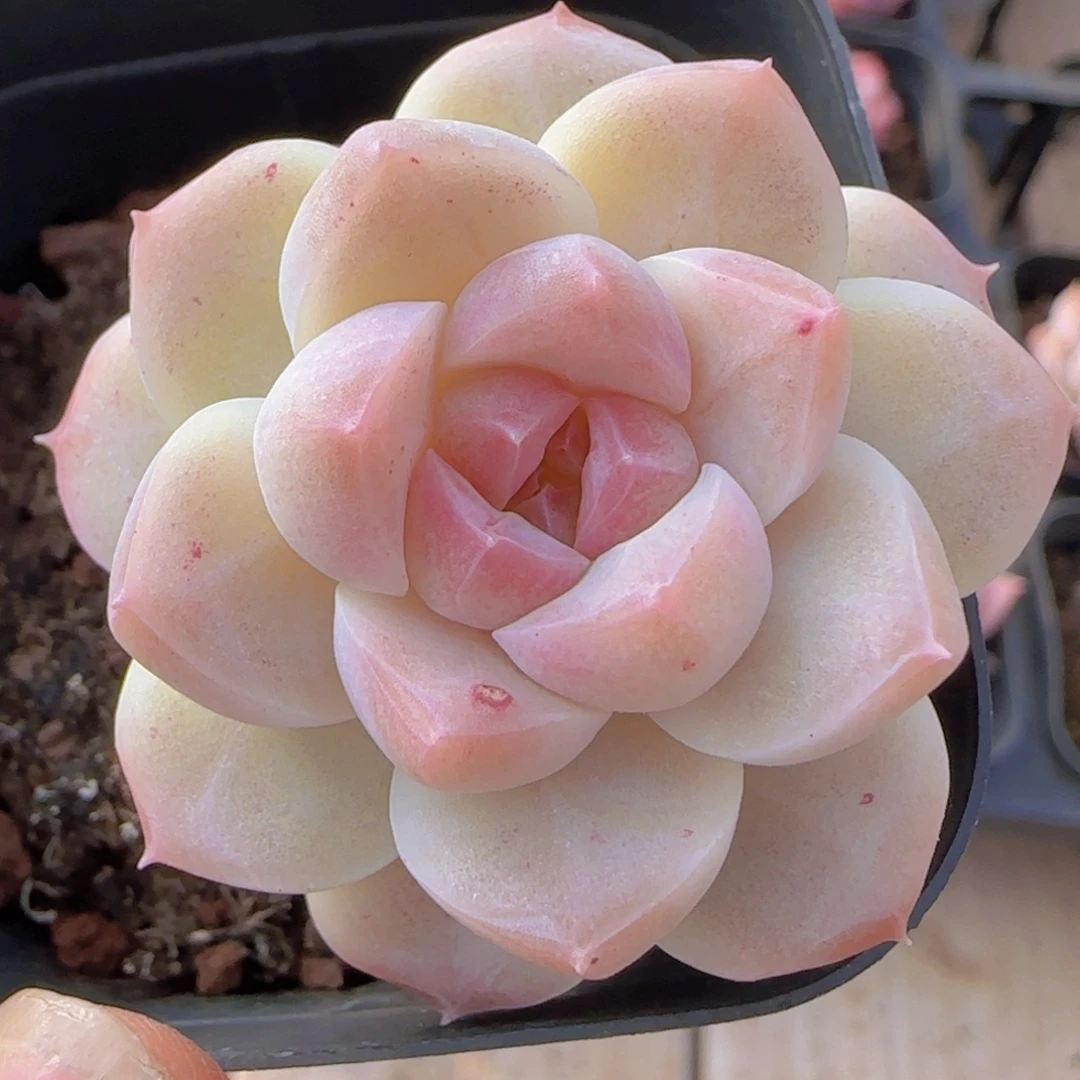 精控单头一物一拍