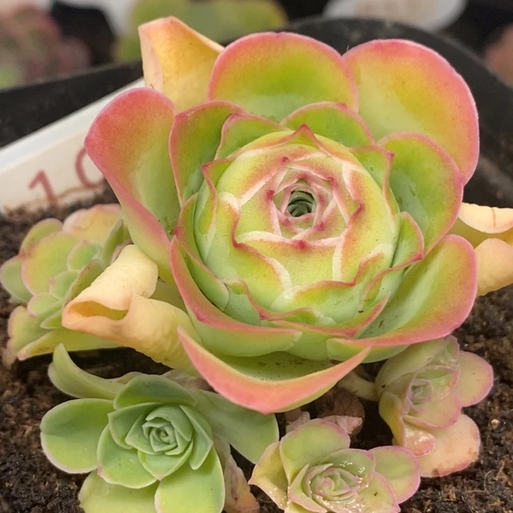 楹楹-105-冠幅 3Cm