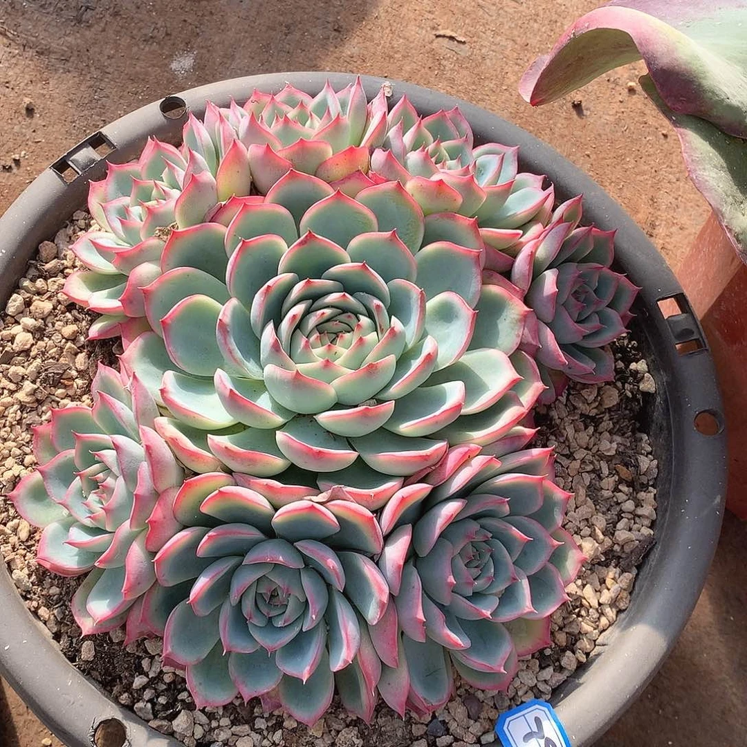 794侧影一物一拍多肉