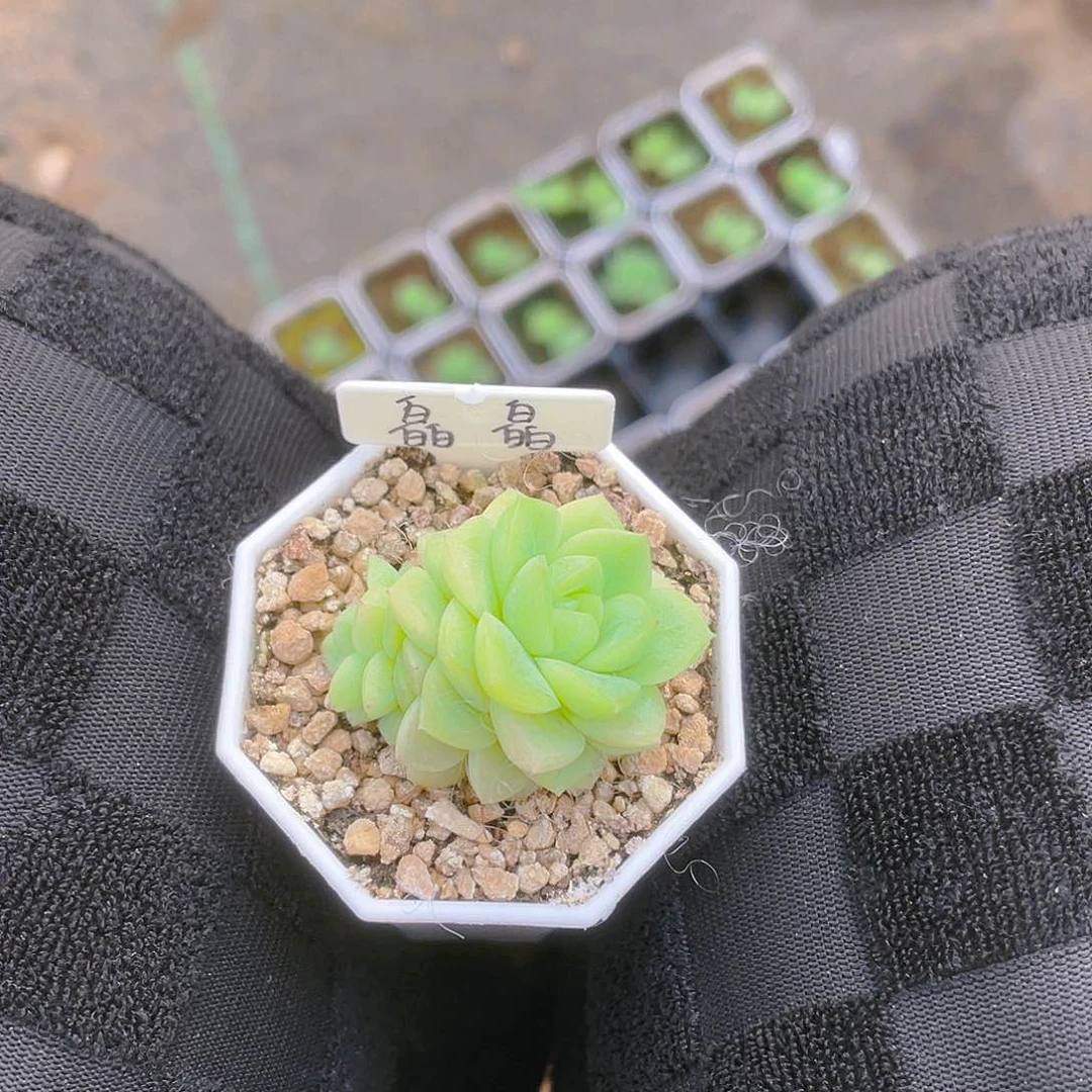 三个白叶子一片个满25包邮，