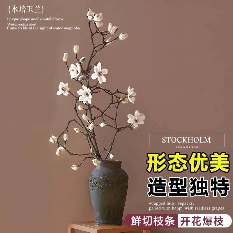 【遇水开花】水培鲜枝白玉兰紫玉兰鲜花鲜切花带花苞室内年宵花卉