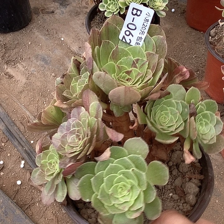 62花月夜满20包邮多肉